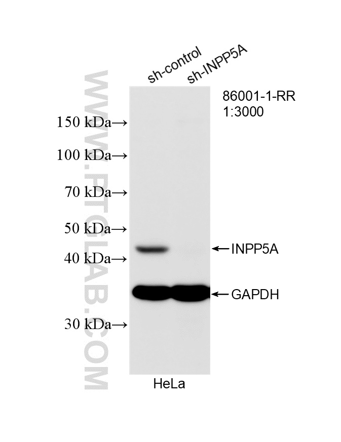 WB analysis of HeLa using 86001-1-RR WB analysis of HeLa using 86001-1-RR