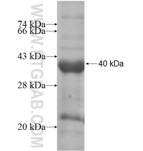 INPP5B fusion protein Ag7315 SDS-PAGE