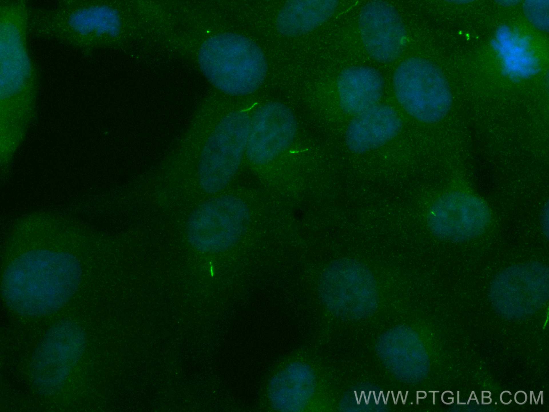 IF Staining of hTERT-RPE1 using CL488-17797