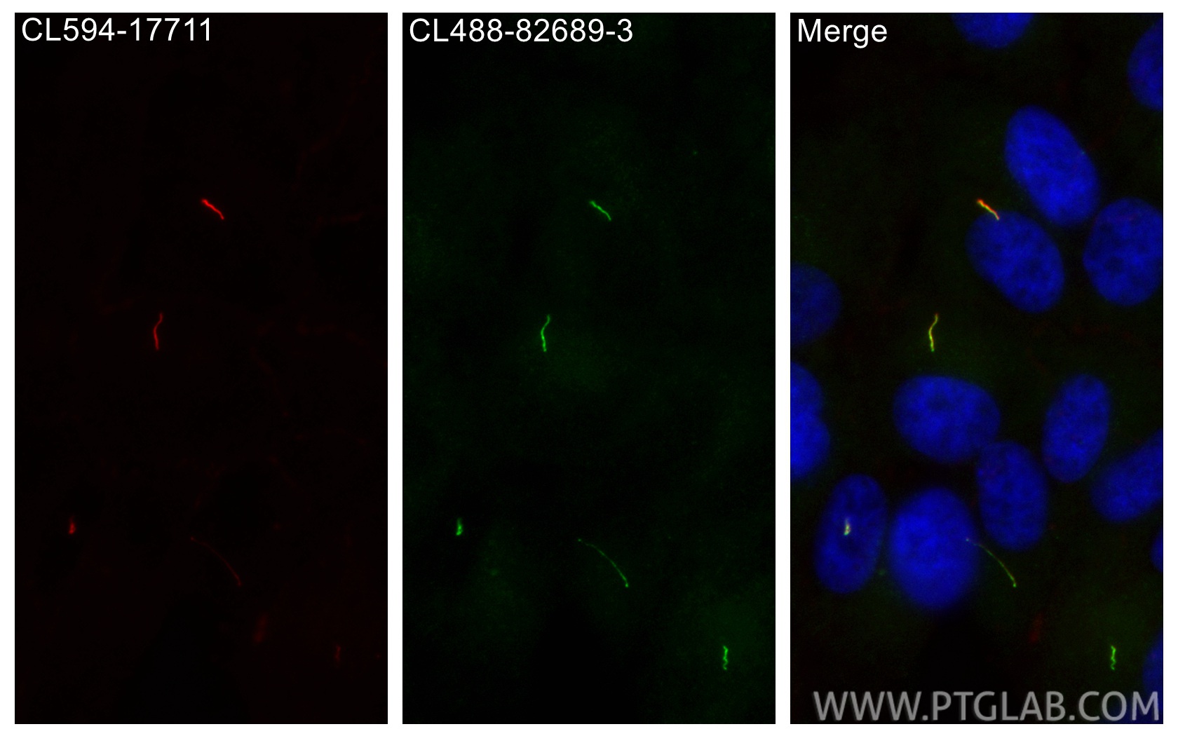 Immunofluorescent analysis of (4% PFA) fixed hTERT-RPE1 cells using CoraLite® Plus 488 INPP5E antibody (CL488-82689-3, Clone: 1E7 ) at dilution of 1:200, CoraLite®594 ARL13B antibody (<a class='green' href='/productredirect?CatalogNo=CL594-17711' target='_blank'>CL594-17711</a>, red). IF Staining of hTERT-RPE1 using CL488-82689-3