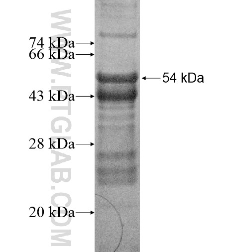 INPP5J fusion protein Ag15996 SDS-PAGE