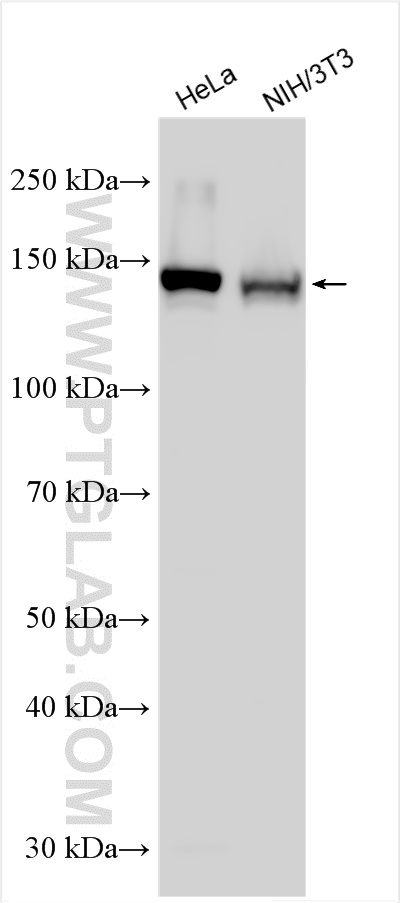 WB analysis using 26678-1-AP