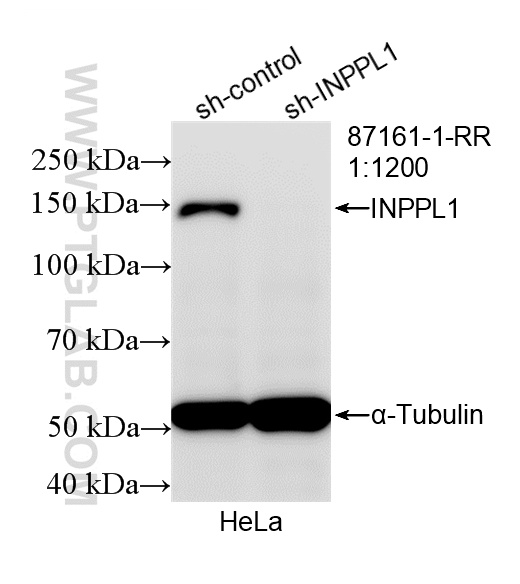 WB analysis of HeLa using 87161-1-RR WB analysis of HeLa using 87161-1-RR