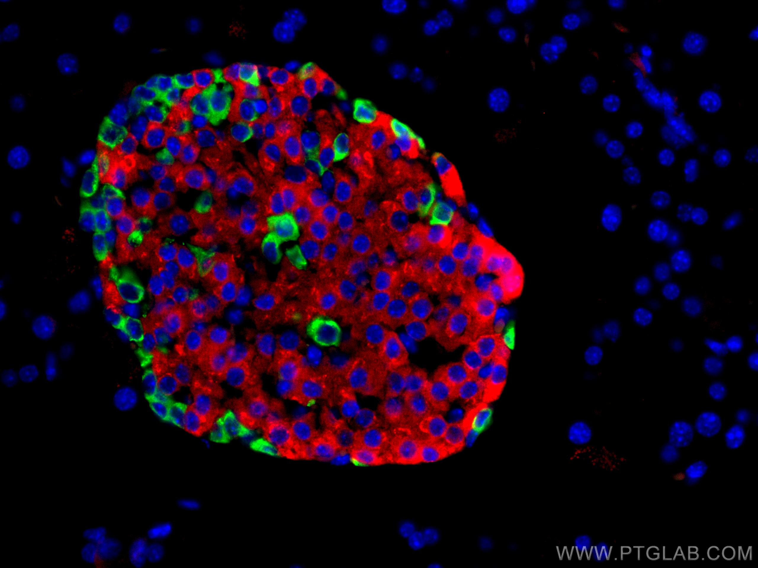 IF Staining of mouse pancreas using CL594-15848