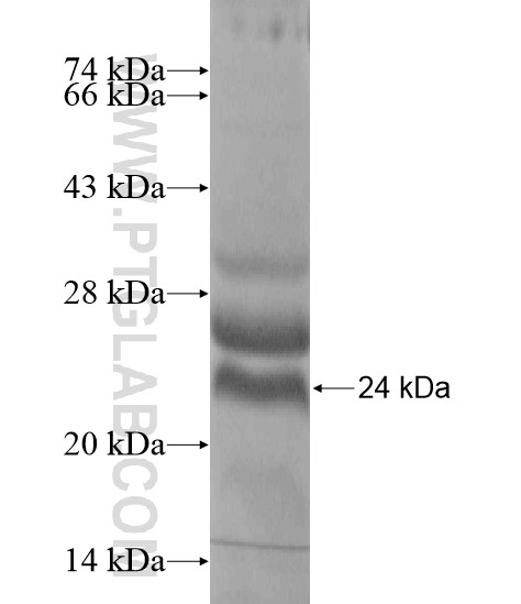 INS-IGF2 fusion protein Ag20229 SDS-PAGE INS-IGF2 fusion protein Ag20229 SDS-PAGE