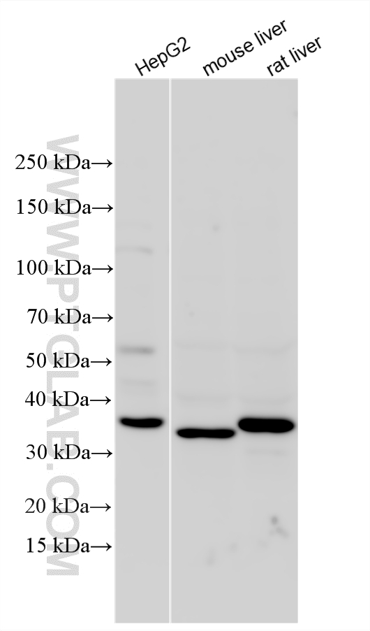 WB analysis using 55282-1-AP