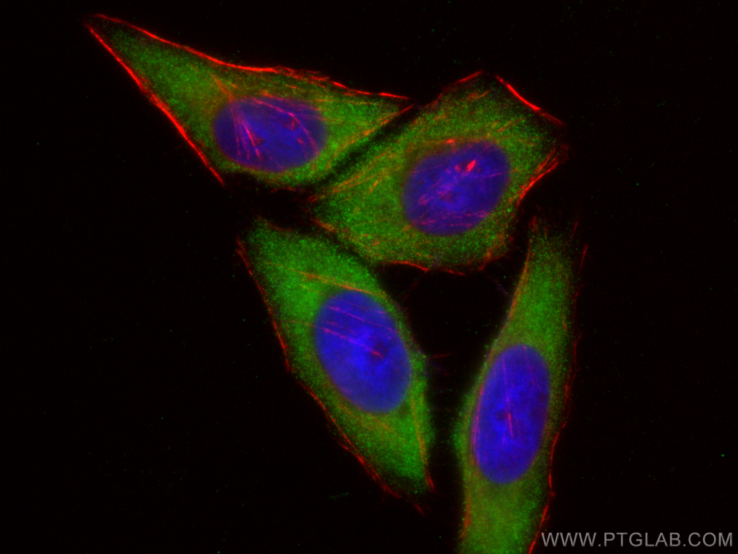 IF Staining of HepG2 using 24766-1-AP