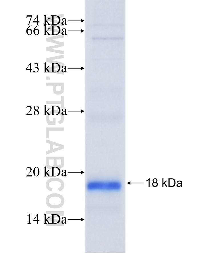 INSL3 fusion protein Ag12455 SDS-PAGE