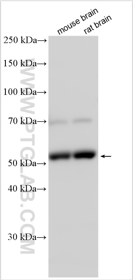 WB analysis using 31681-1-AP