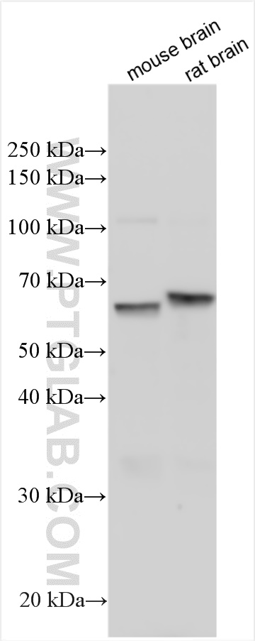 WB analysis using 55477-1-AP