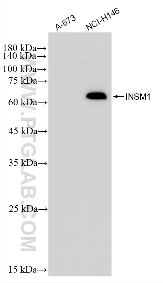 WB analysis of NCI-H146 using 88423-2-RR WB analysis of NCI-H146 using 88423-2-RR