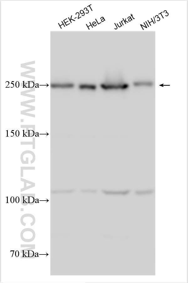 WB analysis using 31428-1-AP