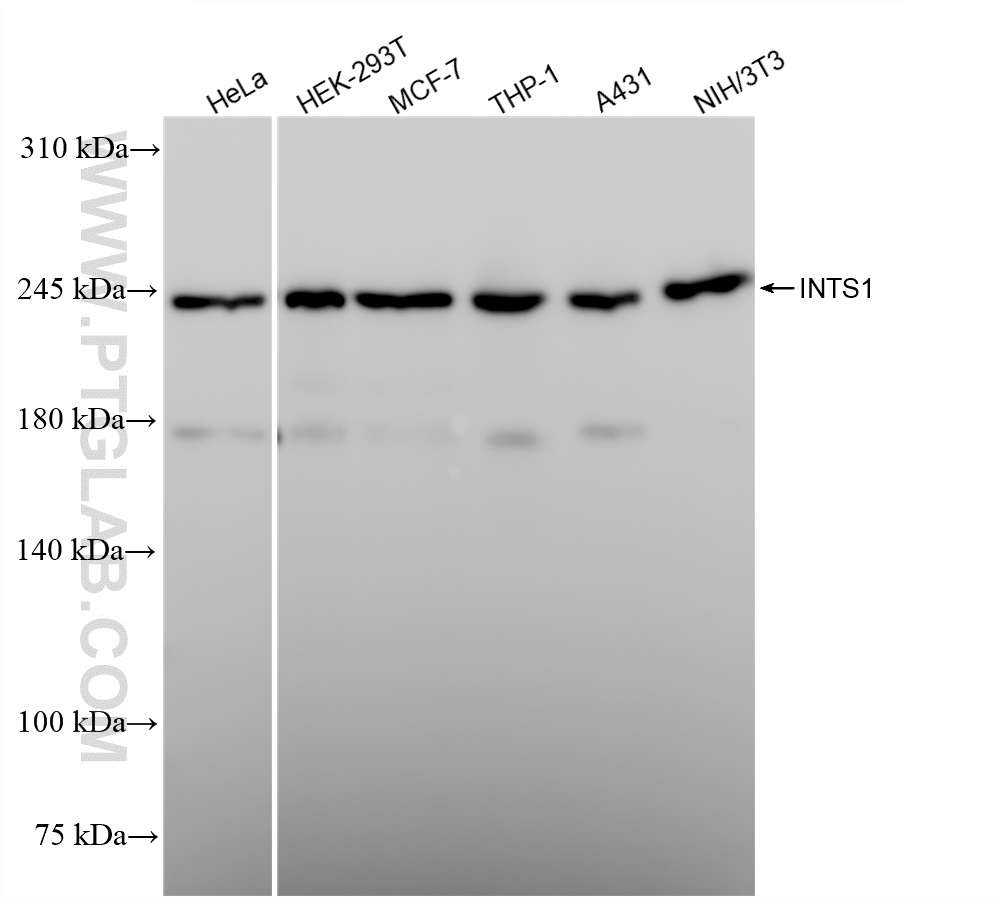 WB analysis using 84339-5-RR