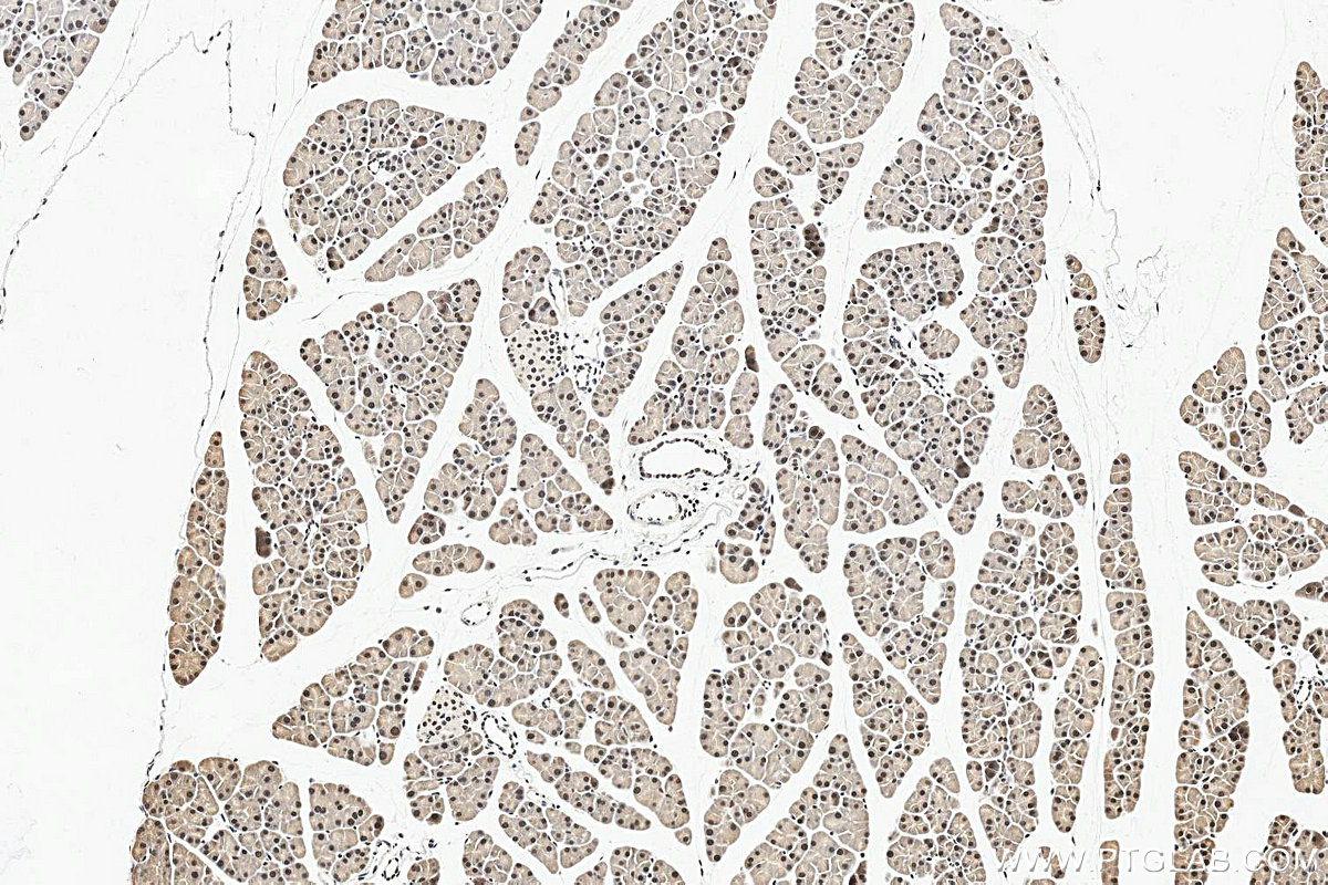 IHC staining of mouse pancreas using 15271-1-AP