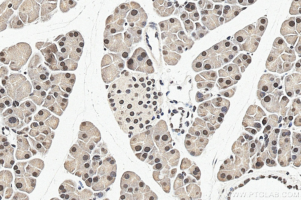 IHC staining of mouse pancreas using 15271-1-AP