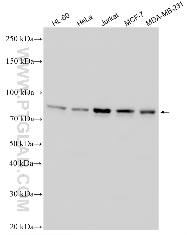 Various lysates were subjected to SDS PAGE followed by western blot with 15271-1-AP (INTS10 antibody) at dilution of 1:6000 incubated at room temperature for 1.5 hours. WB analysis using 15271-1-AP