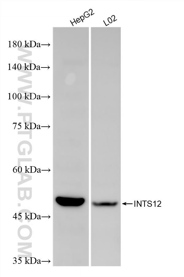 WB analysis using 86624-1-RR