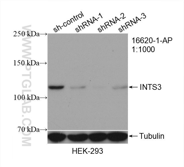 WB analysis of HEK-293 using 16620-1-AP