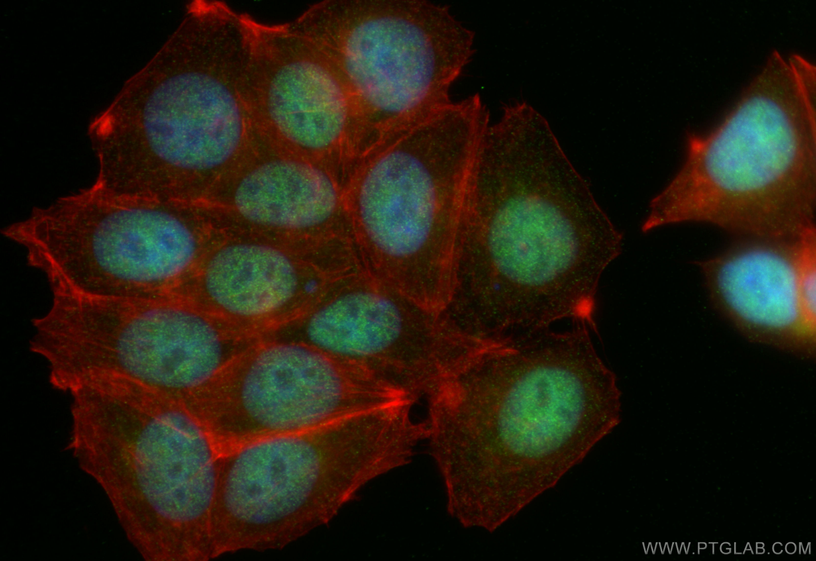 IF Staining of MCF-7 using 67060-1-Ig