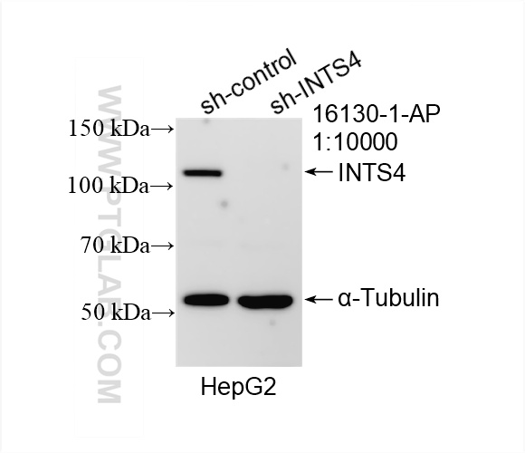 WB analysis of HepG2 using 16130-1-AP