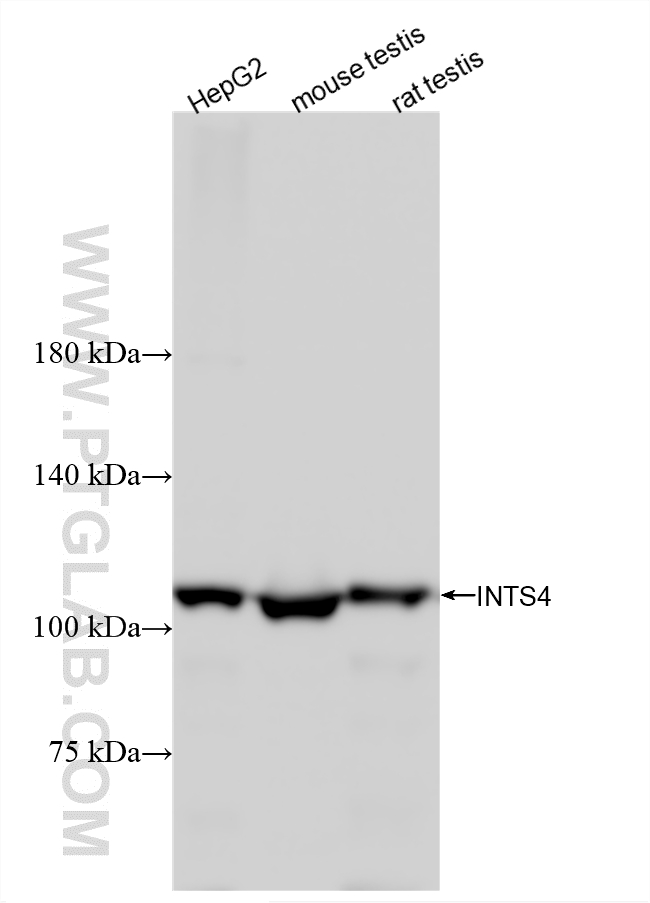 WB analysis using 83590-5-RR