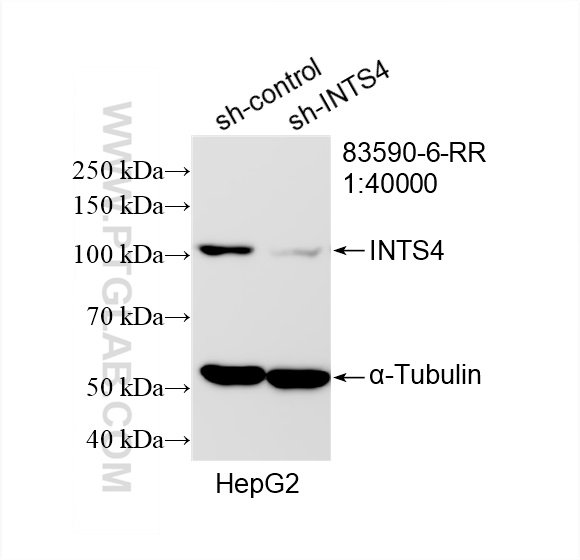WB analysis of HepG2 using 83590-6-RR