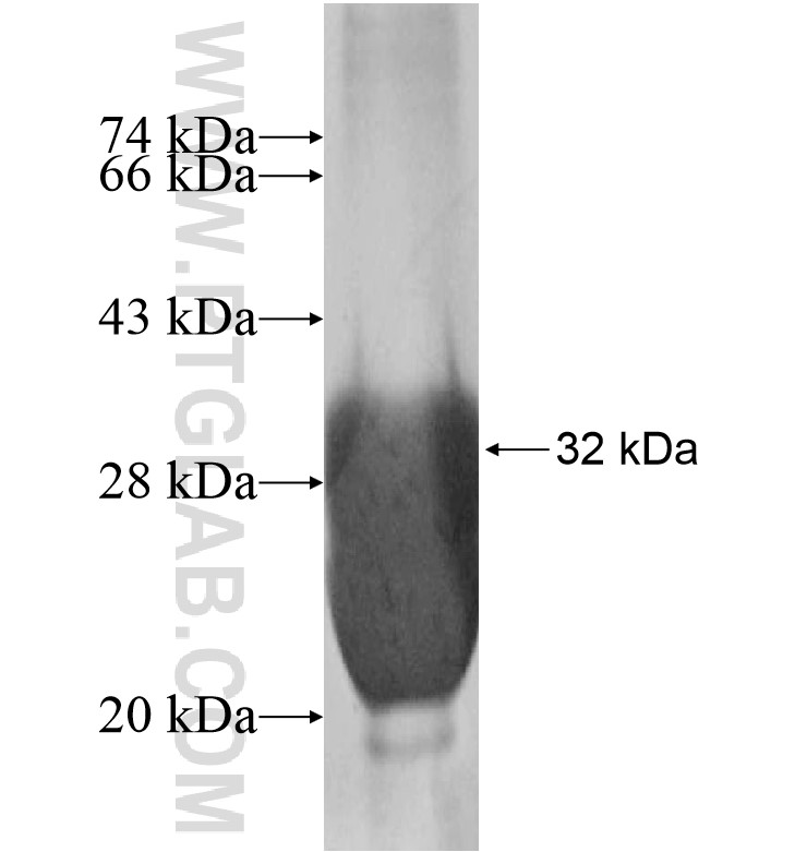 INTS4L2 fusion protein Ag16474 SDS-PAGE