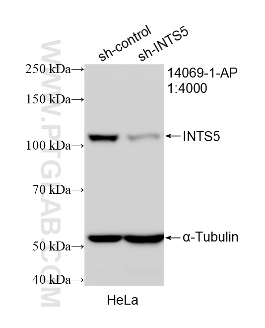 WB result of INTS5 antibody (14069-1-AP; 1:4000; incubated at room temperature for 1.5 hours) with sh-Control and sh-INTS5 transfected HeLa cells. WB analysis of HeLa using 14069-1-AP