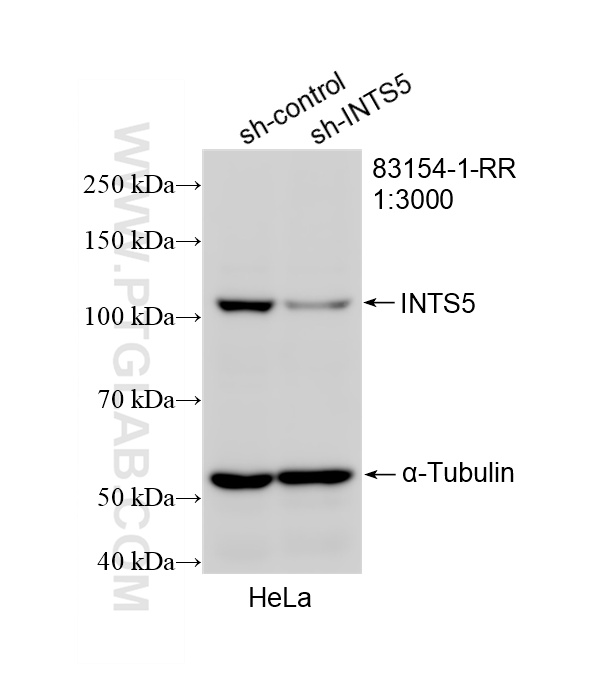 WB result of INTS5 antibody (83154-1-RR; 1:3000; incubated at room temperature for 1.5 hours) with sh-Control and sh-INTS5 transfected HeLa cells. WB analysis of HeLa using 83154-1-RR