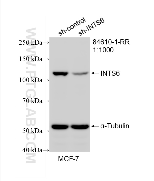 WB result of INTS6 antibody (<a class='green' href='/productredirect?CatalogNo=84610-1-RR' target='_blank'>84610-1-RR</a>; 1:1000; incubated at room temperature for 1.5 hours) with sh-Control and sh-INTS6 transfected MCF-7 cells. This data was developed using the same antibody clone with 84610-1-PBS in a different storage buffer formulation. WB analysis of MCF-7 using 84610-1-RR (same clone as 84610-1-PBS)