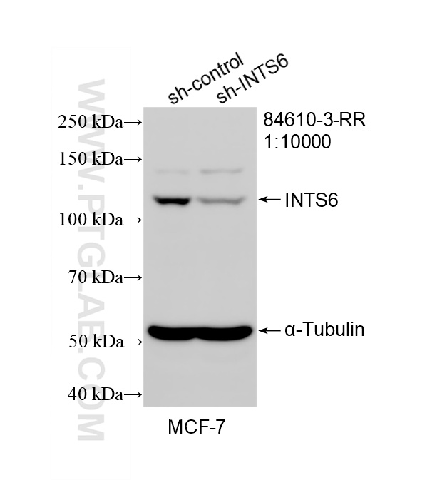 WB result of INTS6 antibody (<a class='green' href='/productredirect?CatalogNo=84610-3-RR' target='_blank'>84610-3-RR</a>; 1:10000; incubated at room temperature for 1.5 hours) with sh-Control and sh-INTS6 transfected MCF-7 cells. This data was developed using the same antibody clone with 84610-3-PBS in a different storage buffer formulation. WB analysis of MCF-7 using 84610-3-RR (same clone as 84610-3-PBS)