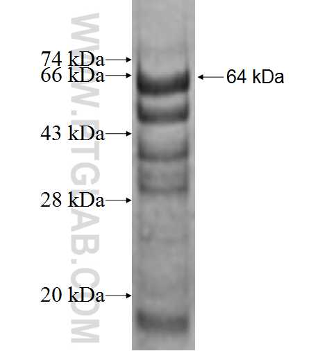INTS9 fusion protein Ag2226 SDS-PAGE