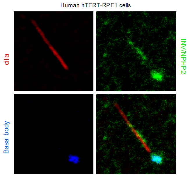 INVS Polyclonal antibody