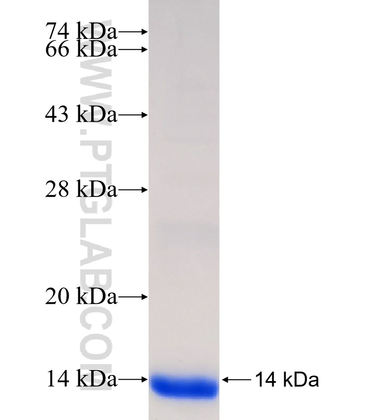 INVS fusion protein Ag33083 SDS-PAGE