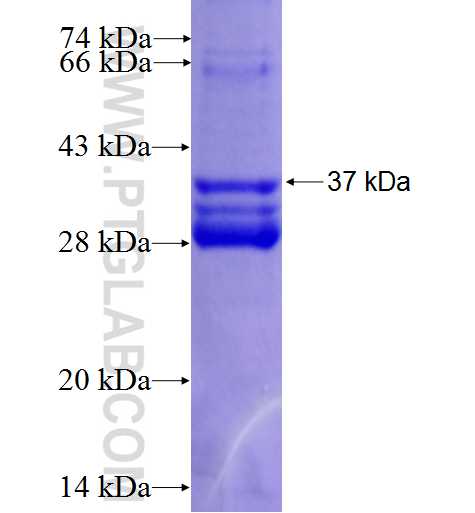 INVS fusion protein Ag0934 SDS-PAGE