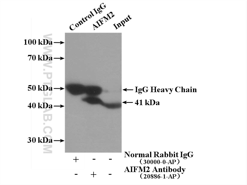 IP Result of anti-FSP1 (IP:20886-1-AP, 4ug; Detection:20886-1-AP 1:300) with L02 cells lysate 1800ug.