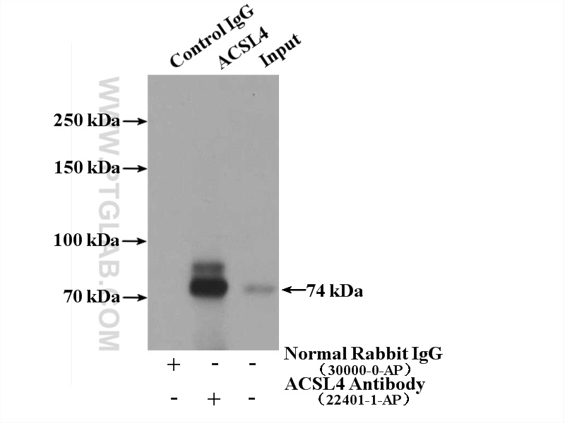 IP Result of anti-ACSL4 (IP:22401-1-AP, 4ug; Detection:22401-1-AP 1:1000) with COLO 320 cells lysate 2000ug.