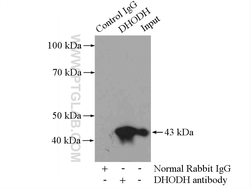 IP Result of anti-DHODH (IP:14877-1-AP, 4ug; Detection:14877-1-AP 1:1000) with mouse spleen tissue lysate 4000ug.