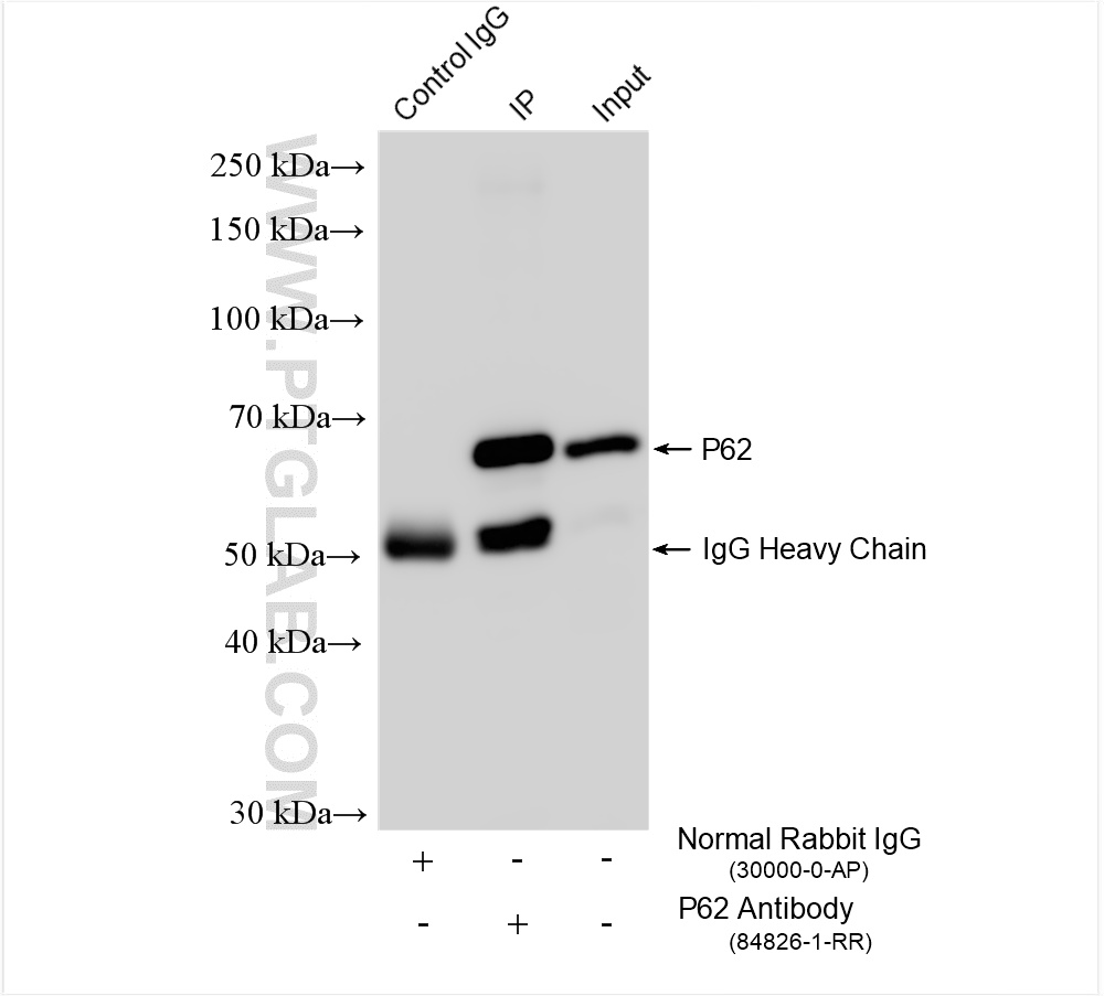 IP result of anti-P62,SQSTM1 (IP:84826-1-RR, 4ug; Detection:84826-1-RR 1:4000) with NIH/3T3 cells lysate 1920 ug.