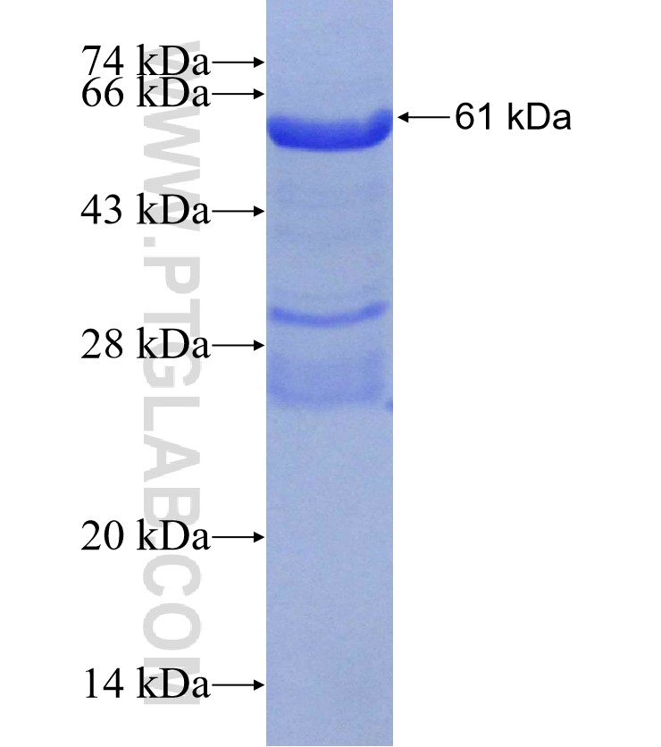 IPAF fusion protein Ag30416 SDS-PAGE