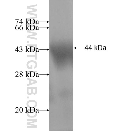 IPAF fusion protein Ag14406 SDS-PAGE