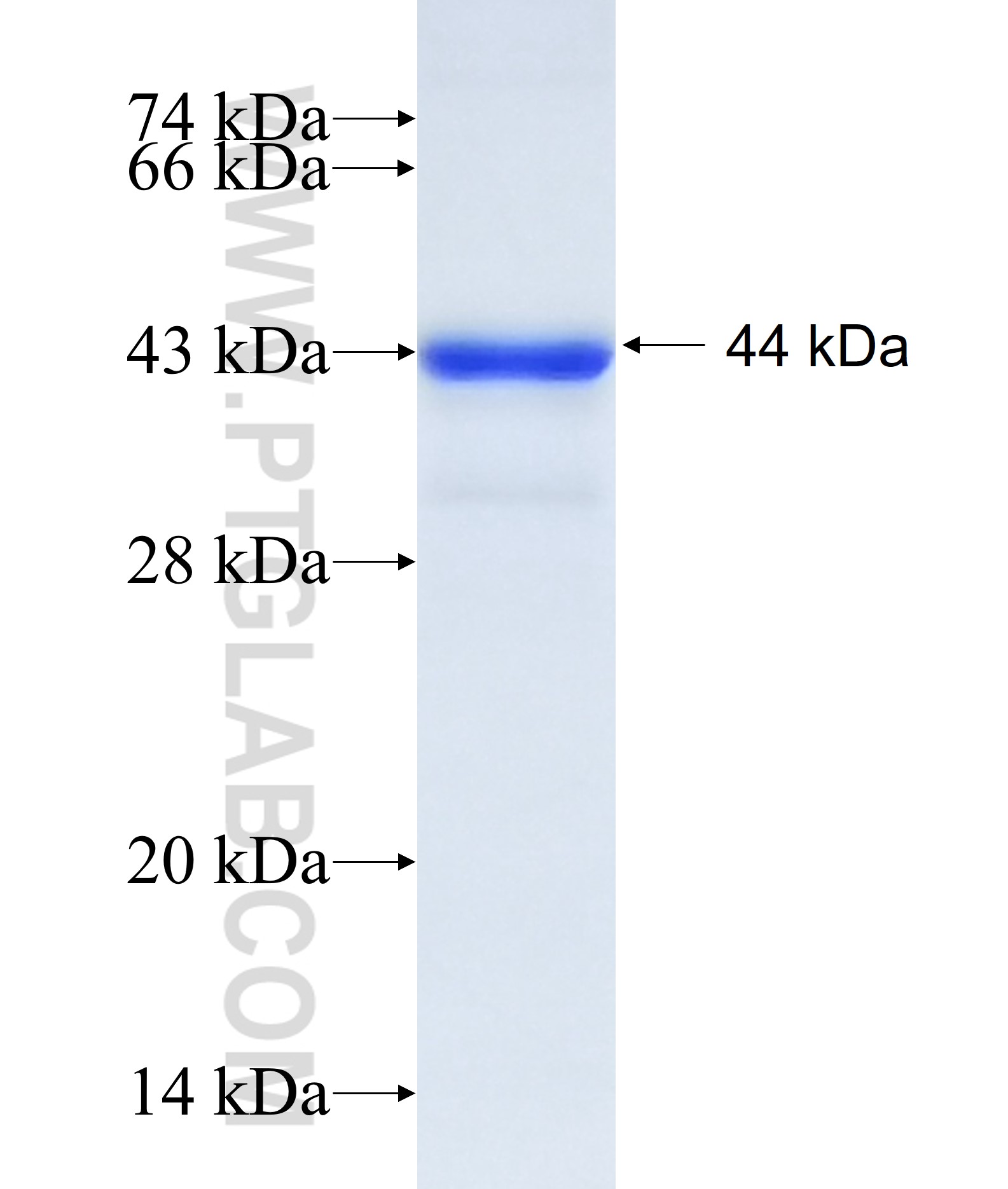 IPAF fusion protein Ag14406 SDS-PAGE