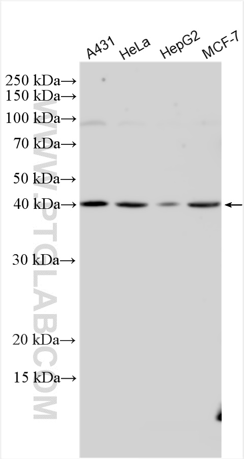 WB analysis using 30161-1-AP