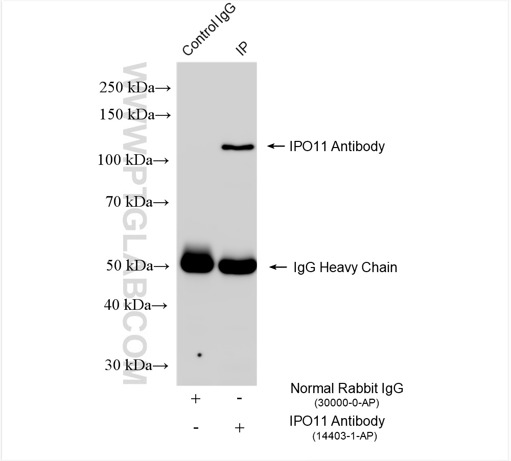 IP experiment of mouse testis using 14403-1-AP