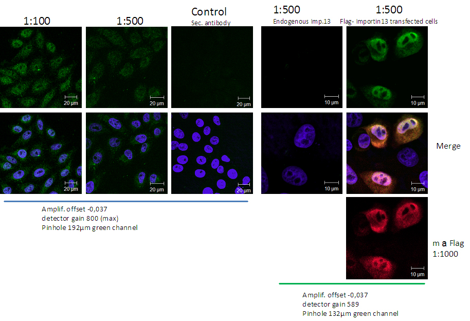 IF Staining of HeLa cells using 11696-2-AP