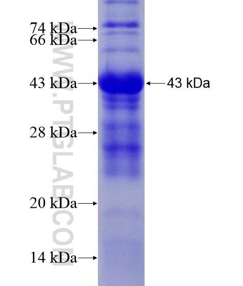 IPO13 fusion protein Ag21084 SDS-PAGE