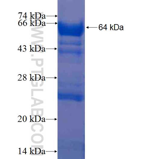 IPO13 fusion protein Ag2317 SDS-PAGE