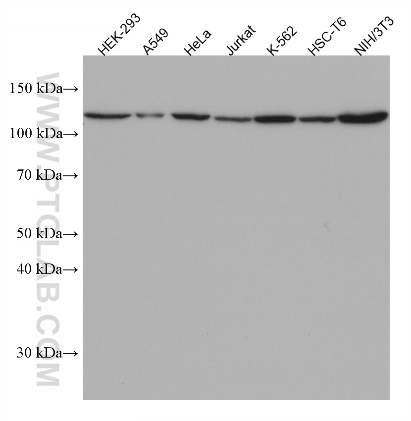 WB analysis using 67525-1-Ig