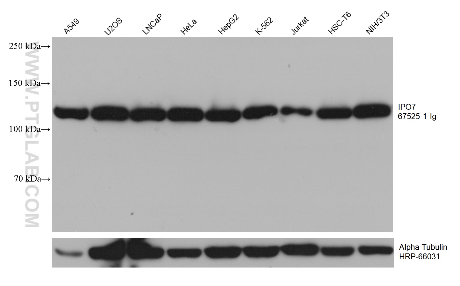 WB analysis using 67525-1-Ig