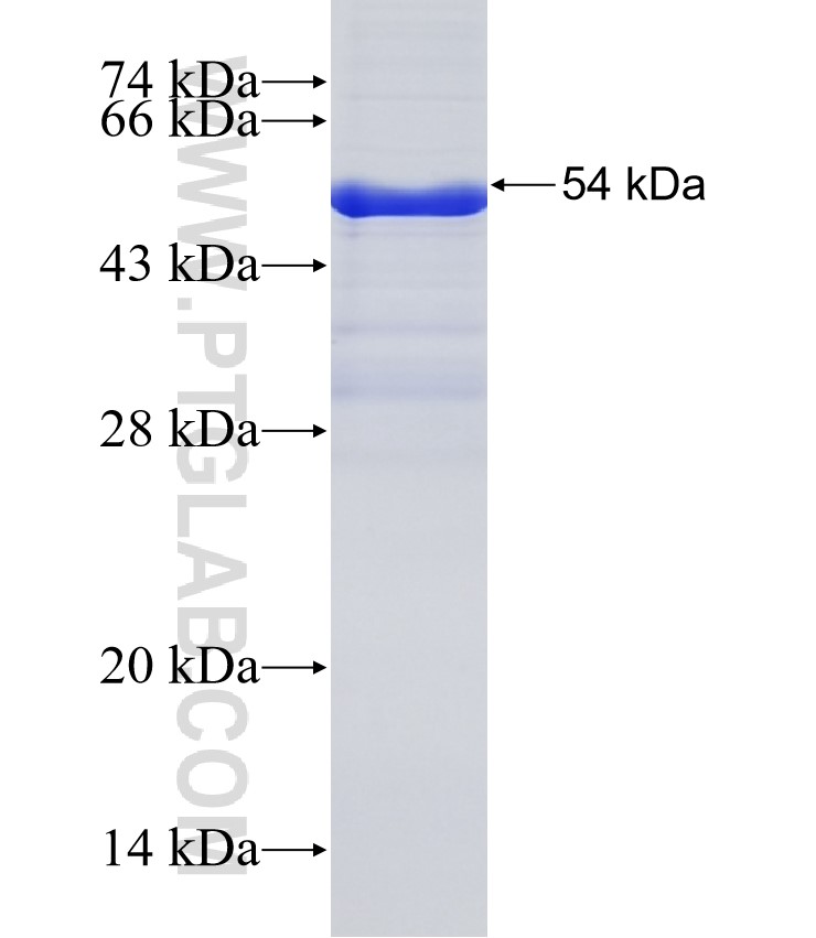 IPO8 fusion protein Ag35395 SDS-PAGE